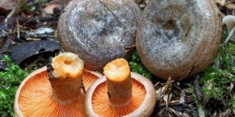 Plavi đumbir: zašto gljiva postaje plava i šta učiniti